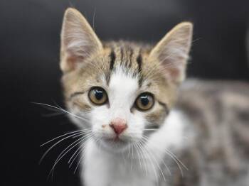 Alaska -  Domestic Short Hair Cat for Adoption in Portland, Oregon - Alaska | PetCurious