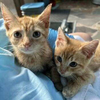Boris -  Domestic Short Hair Cat for Adoption in Cumming, Georgia - Boris | PetCurious