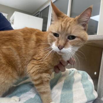 Kat -  Domestic Short Hair Cat for Adoption in Ojai, California - Kat | PetCurious