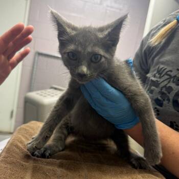 Foggy -  Domestic Medium Hair Cat for Adoption in Ottawa, Kansas - Foggy | PetCurious