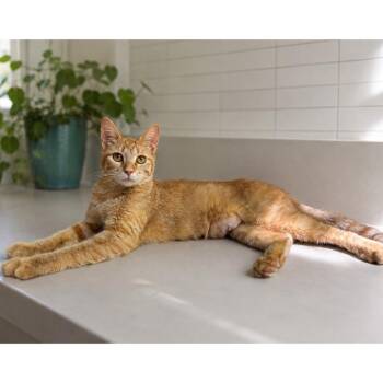 Groovy Cutie -  Domestic Short Hair Cat for Adoption in Austin, Texas - Groovy Cutie | PetCurious