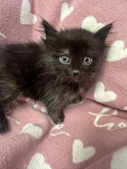 Ava -  Domestic Medium Hair Cat Available for Adoption in Little Rock, Arkansas - Ava | PetCurious