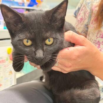 Ron -  Domestic Short Hair Cat for Adoption in Englewood, Florida - Ron | PetCurious