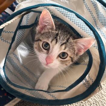 Michael -  Domestic Short Hair Cat for Adoption in Chicago, Illinois - Michael | PetCurious