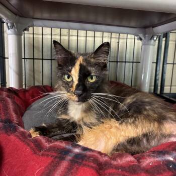 Sally -  Domestic Medium Hair Cat for Adoption in Columbus, North Carolina - Sally | PetCurious