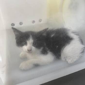 Ouija 6933 -  Domestic Short Hair Cat for Adoption in Columbus, Georgia - Ouija 6933 | PetCurious