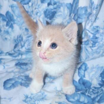 Domestic Medium Hair Cats Available for Adoption in Enfield, New Hampshire - Vienna Sausage | PetCurious