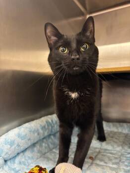 Domestic Medium Hair Cats Available for Adoption - Ember | PetCurious