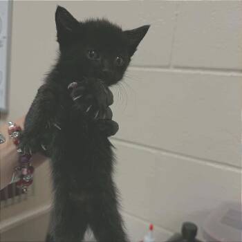 Rice Crispies -  Domestic Short Hair Cat for Adoption in Reno, Nevada - Rice Crispies | PetCurious