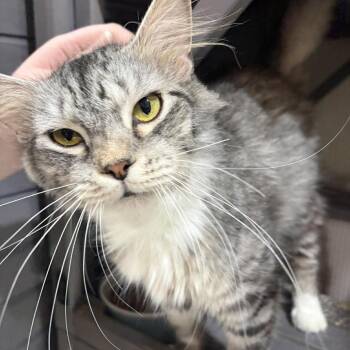 Domestic Long Hair Cats Available for Adoption in Pinellas Park, Florida - Brittany | PetCurious