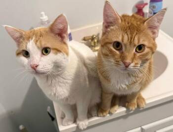 Domestic Medium Hair Cats Available for Adoption - Roman | PetCurious