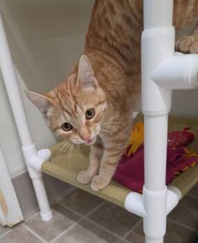 Oriole -  Domestic Short Hair Cat for Adoption in Medford, Wisconsin - Oriole | PetCurious