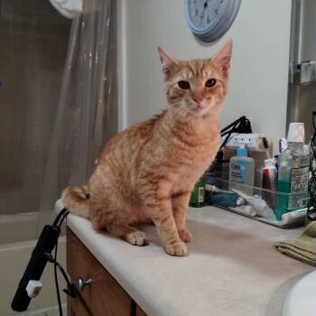 Domestic Short Hair Cats Available for Adoption - Lager | PetCurious