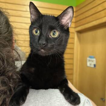 Rescue Domestic Short Hair Cats for Adoption in Stoughton, Wisconsin - Quake (cerebellar Hypoplasia) | PetCurious