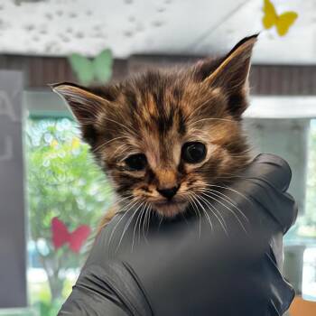 Lily Pad -  Domestic Short Hair Cat for Adoption in Nashville, Tennessee - Lily Pad | PetCurious