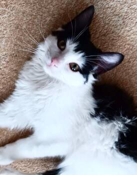 Leo -  Domestic Medium Hair Cat for Adoption in New York, New York - Leo | PetCurious