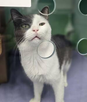 Boogie -  American Shorthair Cat for Adoption in New York, New York - Boogie | PetCurious