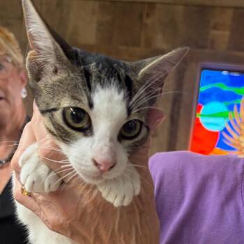 Daisy Dills -  Domestic Short Hair Cat for Adoption in Blairsville, Georgia - Daisy Dills | PetCurious