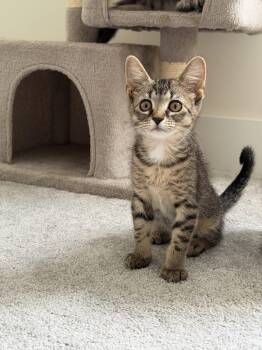 Jenny -  Domestic Short Hair Cat for Adoption in Fishers, Indiana - Jenny | PetCurious