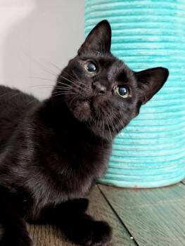Pepsi -  Domestic Short Hair Cat for Adoption in San Jose, California - Pepsi | PetCurious