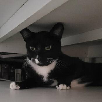 Riley -  Domestic Short Hair Cat for Adoption in Long Beach, California - Riley | PetCurious