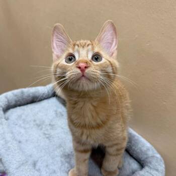 Moon -  Domestic Short Hair Cat for Adoption in Hemet, California - Moon | PetCurious