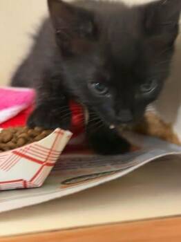 Rigatoni -  Domestic Short Hair Cat for Adoption in Chamblee, Georgia - Rigatoni | PetCurious