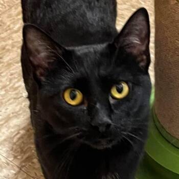 Domestic Short Hair Cats Available for Adoption - Abigail | PetCurious
