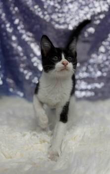 Otis -  Domestic Medium Hair Cat for Adoption in Clarkesville, Georgia - Otis | PetCurious