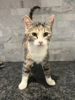 Rescue Calico and Tabby Cats for Adoption in Pearland, Texas - Phoenix | PetCurious