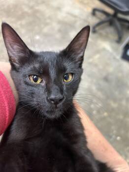 Gumbo -  Domestic Short Hair Cat for Adoption in Monticello, Mississippi - Gumbo | PetCurious