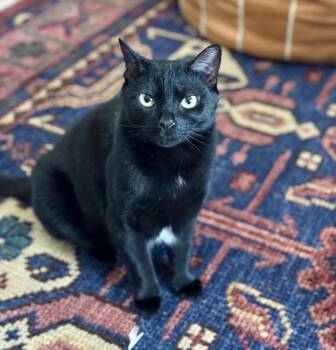 Domestic Short Hair Cats Available for Adoption - Hannah | PetCurious