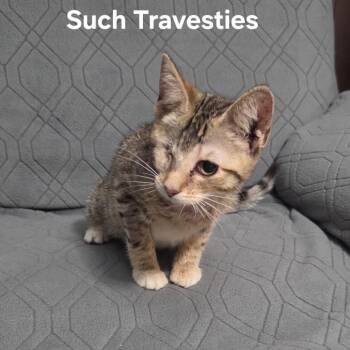 Such Travesties -  Domestic Short Hair Cat for Adoption in Fredericksburg, Virginia - Such Travesties | PetCurious