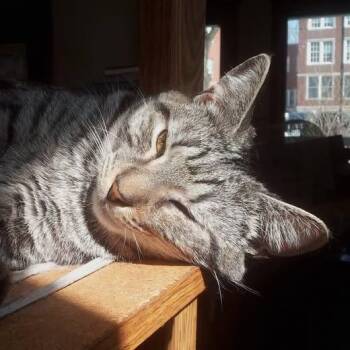 Riviera -  Domestic Short Hair Cat for Adoption in Chicago, Illinois - Riviera | PetCurious