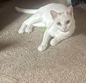 GALE -  Domestic Short Hair Cat for Adoption in Syracuse, New York - GALE | PetCurious