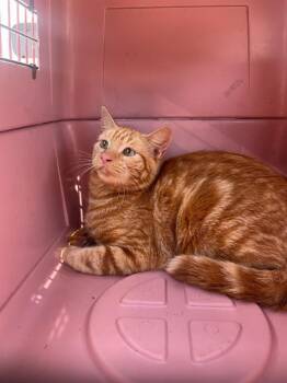 GINGER -  Domestic Short Hair Cat for Adoption in Fort Walton Beach, Florida - GINGER | PetCurious