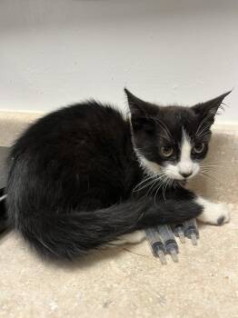 Callie -  Domestic Short Hair Cat for Adoption in Ontario, California - Callie | PetCurious