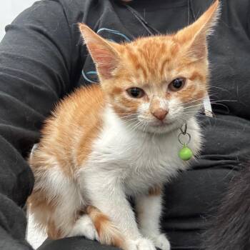 Kramer -  Domestic Short Hair Cat Available for Adoption in Corpus Christi, Texas - Kramer | PetCurious