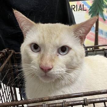 Salmon -  Domestic Short Hair Cat for Adoption in Lufkin, Texas - Salmon | PetCurious