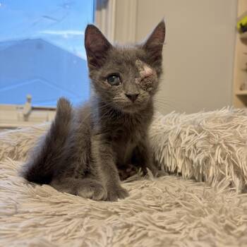 Smokey -  Domestic Short Hair and Russian Blue Cat for Adoption in Mastic, New York - Smokey | PetCurious