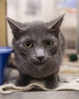 Rimbo -  Domestic Short Hair Cat for Adoption in Millville, Utah - Rimbo | PetCurious