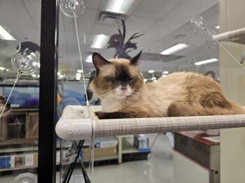 Siamese and Domestic Long Hair Cats Available for Adoption in Ruskin, Florida - Oak | PetCurious