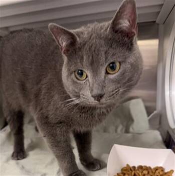 GANDALF -  Domestic Short Hair Cat Available for Adoption in St. Louis, Missouri - GANDALF | PetCurious