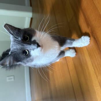 Stache & Grumbelina -  Domestic Short Hair Cat for Adoption in Tampa, Florida - Stache & Grumbelina | PetCurious