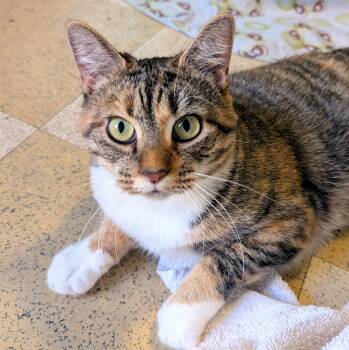 Rescue Domestic Short Hair Cats for Adoption - Ziti | PetCurious