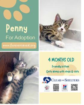 Rescue Domestic Short Hair Cats for Adoption in Miami, Florida - Penny | PetCurious