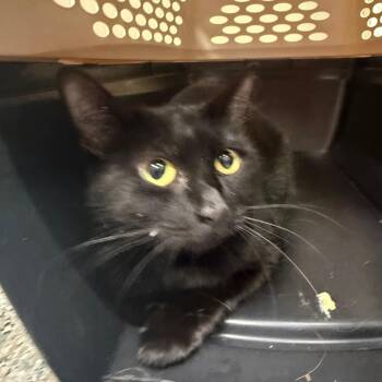 Hop -  Domestic Short Hair Cat for Adoption in West Olive, Michigan - Hop | PetCurious