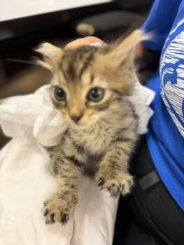 JANE -  Domestic Short Hair Cat for Adoption in Doral, Florida - JANE | PetCurious