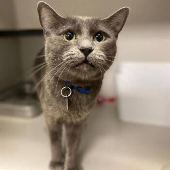 Domestic Short Hair Cats Available for Adoption in Aurora, Colorado - YARA | PetCurious