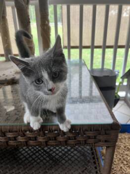 Micah -  Domestic Short Hair Cat for Adoption in Rural Hall, North Carolina - Micah | PetCurious